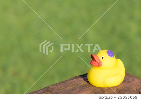 黄色 鳥 おもちゃ 緑の写真素材