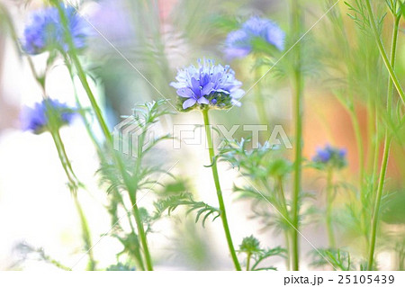 ギリア ギリア カピタータ ギリアレプタンサブルー 花の写真素材