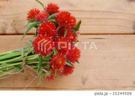 花 千日紅 ストロベリーフィールズ 植物の写真素材