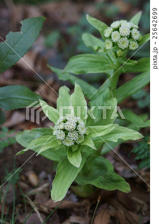 蕗の薹 フキノトウ 花言葉は 愛嬌 の写真素材