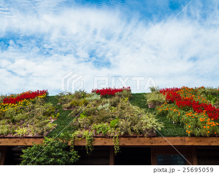 草屋根 屋根 建物 植物の写真素材