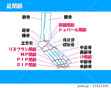 リスフラン関節のイラスト素材