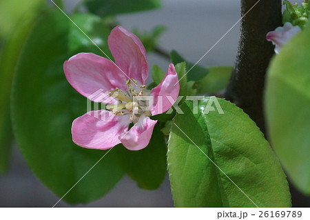 花梨 榠樝 カリン 唐梨の写真素材