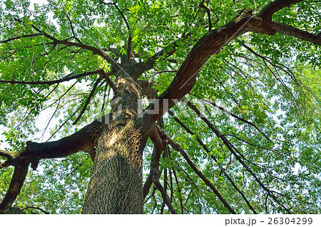 アメリカトネリコ モクセイ科 落葉高木 広葉樹の写真素材