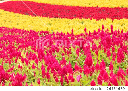 美しい花の画像 驚くばかりカンパネラ 花