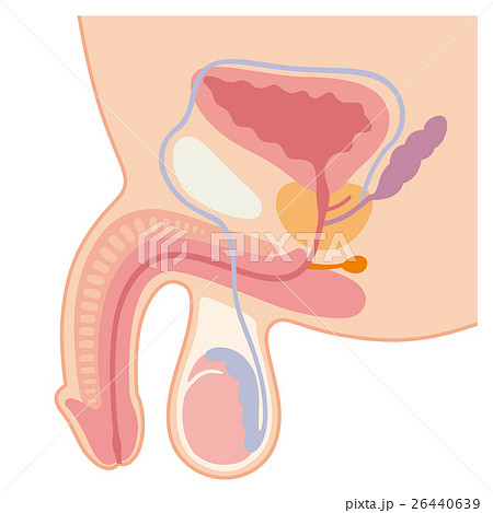 生殖器のイラスト素材