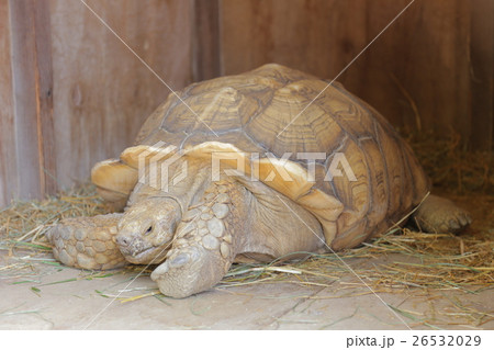 亀小屋の写真素材