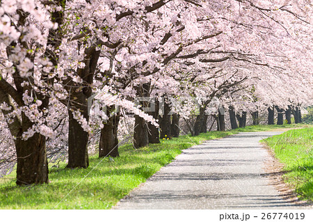 桜の木の写真素材集 Pixta ピクスタ