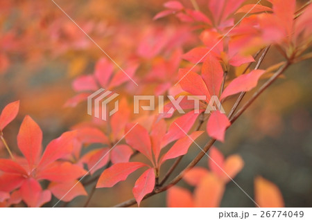 紅葉 ツツジ 赤い葉 つつじの写真素材