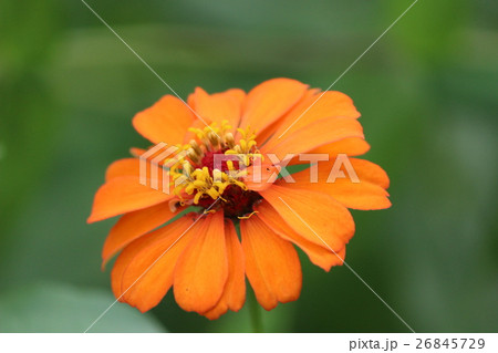 シエラレオネ 花 植物 アフリカの写真素材