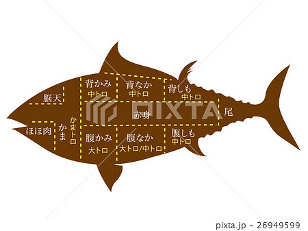 部位 鮪 魚類 魚のイラスト素材