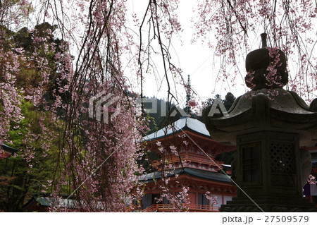 しだれ桜 比叡山 延暦寺 比叡山延暦寺の写真素材
