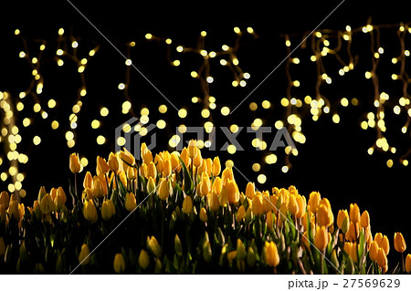 チューリップ ウインターチューリップ ライトアップ 花畑の写真素材