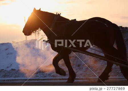 馬のいる景色 都井岬には、御崎馬と呼ばれる「野生馬」🐴が棲息していて､国の