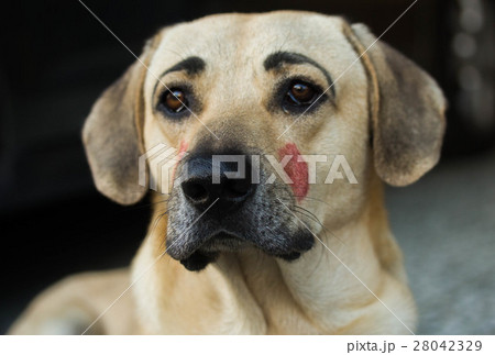 眉毛犬の写真素材