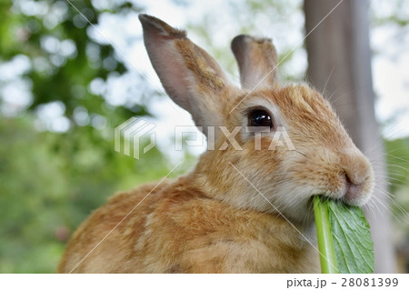 エサを食べるウサギの写真素材 エサを食べるウサギの写真素材