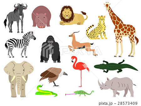 動物 複数 イラスト ジャングルのイラスト素材