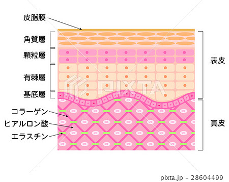 皮膚構造のイラスト素材