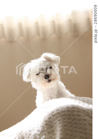 マルチーズ 犬 首をかしげる 考えるの写真素材