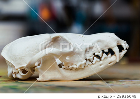 髑髏 キツネ 骨 歯の写真素材
