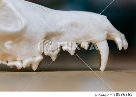 髑髏 キツネ 骨 歯の写真素材