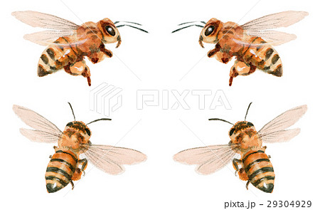 Pixta 蜂 スズメバチ ミツバチ のイラスト素材一覧 選べる豊富な