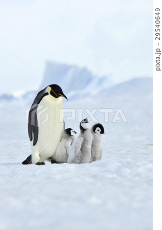 皇帝ペンギン ペンギン 赤ちゃん ヒナの写真素材