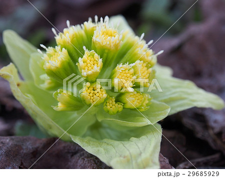 ふきのとう 花 山菜 春の写真素材