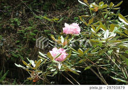 鎌掛谷ホンシャクナゲ群落の写真素材