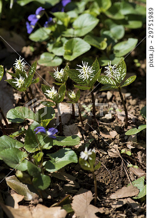 ヒトリシズカ 花の写真素材