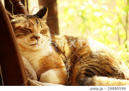 ひなたぼっこ 猫 動物の写真素材