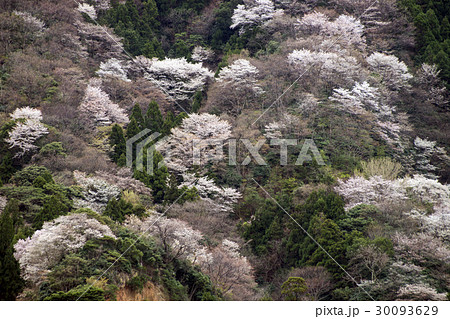 神子の山桜の写真素材