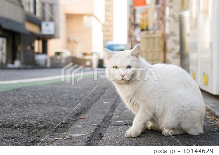 オッドアイの白い野良猫の写真素材