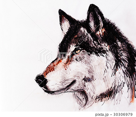 狼 横顔のイラスト素材