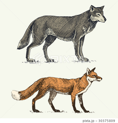 オオカミ きつね キツネ 狐のイラスト素材 Pixta