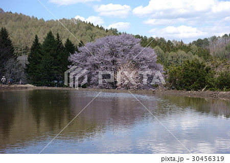 針山の天王ザクラの写真素材