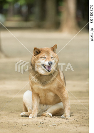 柴犬 犬 おすわり 面白いの写真素材