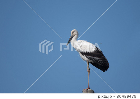 兵庫県野生絶滅 渡り鳥の写真素材