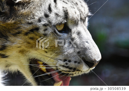 黒豹 横顔 肉食獣 猛獣の写真素材