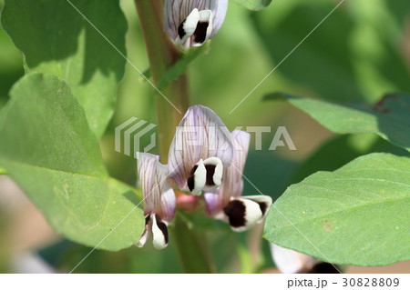 そら豆の花 ソラマメの花 紫 ソラマメの写真素材