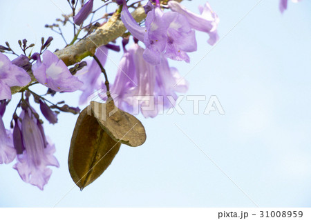 ハカランダ 花の写真素材