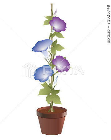 竹支柱の写真素材