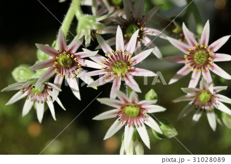 センペルビウム 花の写真素材