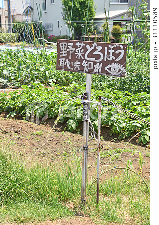 野菜どろぼうの写真素材