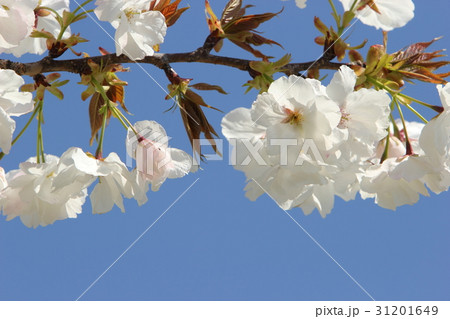 永源寺桜の写真素材