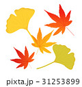 イチョウ もみじ 銀杏 秋の紅葉のイラストのイラスト素材