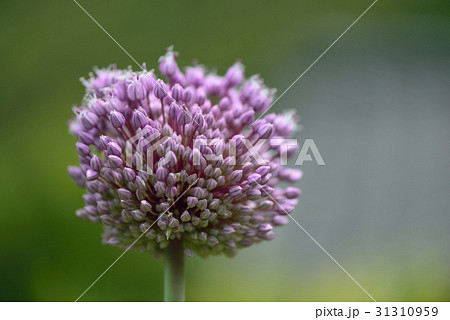 ニンニクの花の写真素材