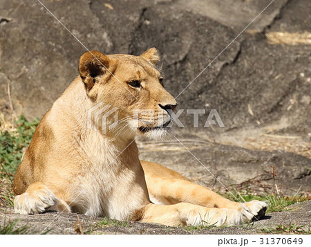 ライオン 牝ライオン 野生動物 牝の写真素材