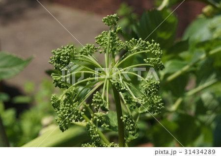 セイヨウトウキの写真素材