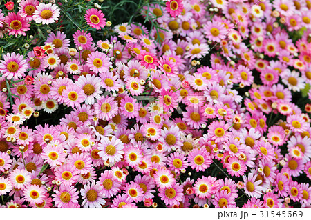 お花畑 背景の写真素材